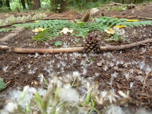 Glück_Naturmandalas1