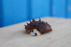 LEOsSonntagszeit_Herbstbasteleien