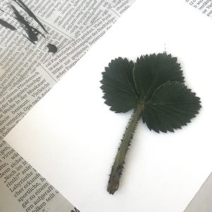 Mitmachen_Planzendruck4