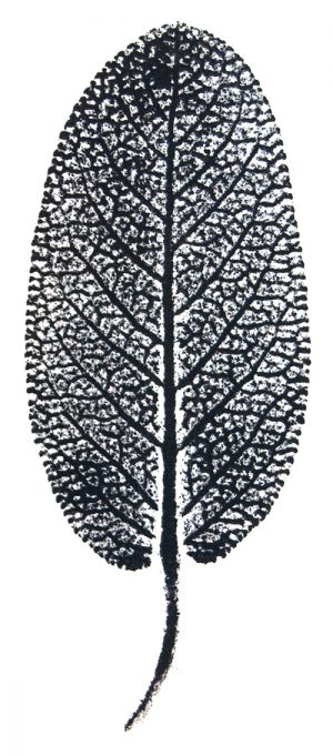 Mitmachen_Pflanzendruck